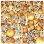 Псилоцибиновые (галлюциногенные)  грибы Psilocybin "Golden Teacher" в Алзамае